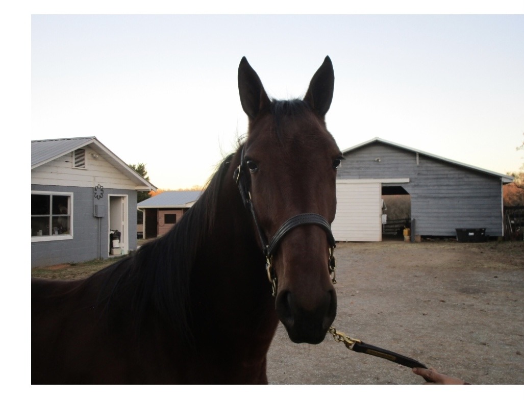 Harness Horse - I Love My Harness Horse